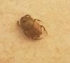 Onthophagus coenobita